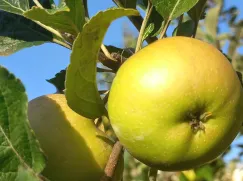 IMG-20230906-WA0013: Gr&uuml;ner Apfel (Foto: Julia Matucci-Gros)